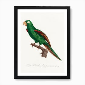 The Eclectus Parrot From Natural History Of Parrots, Francois Levaillant 2 Art Print
