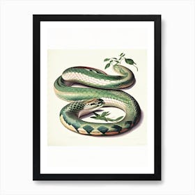 Anaconda Snake Vintage Art Print