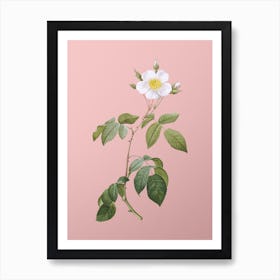 Vintage Big Leaved Climbing Rose Botanical on Soft Pink n.0094 Art Print