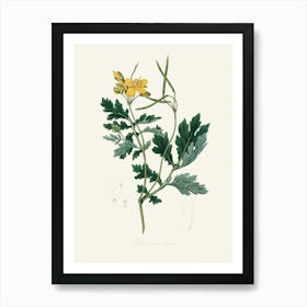 Vintage Botanical John Stephenson and James Morss Churchill Art Print_2731668 Art Print