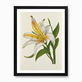 Lilies Vintage Botanical Flower Art Print