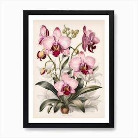 Orchids 3 Art Print