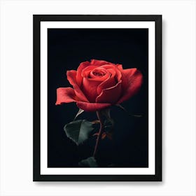 Red Rose On Black Background 14 Art Print