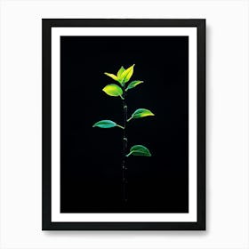 Green Plant On Black Background 1 Art Print