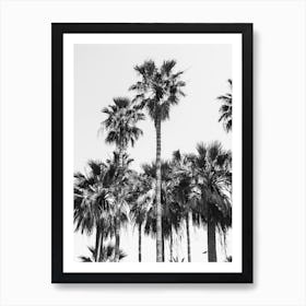 Palm Trees In Black And White Art Print