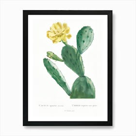 Cactus Flower 17 Art Print