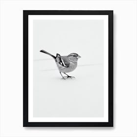 Finch B&W Pencil Drawing 1 Bird Poster