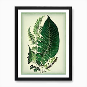 Southern Maidenhair Fern 4 Vintage Botanical Poster Art Print