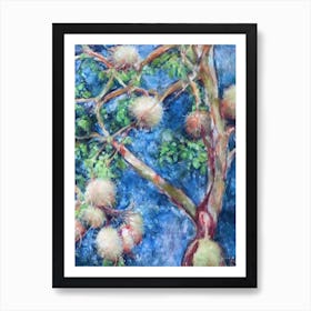 Rambutan 2 Classic Fruit Art Print