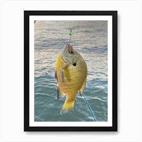 Yellow Blue Gill Fish Art Print