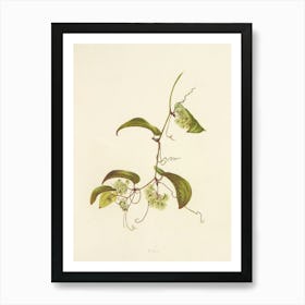 Orchids 7 Art Print