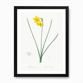 Narcissus Odorus Illustration, Pierre Joseph Redoute Art Print