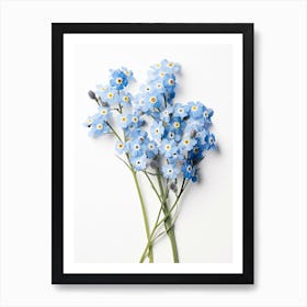 Pressed Wildflower Botanical Art Forget Me Not 1 Art Print