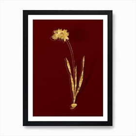 Vintage Ixia Filiformis Botanical in Gold on Red n.0419 Art Print