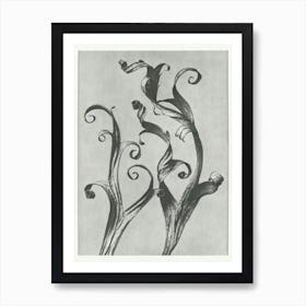 Larkspur Leaves (1928), Karl Blossfeldt Art Print