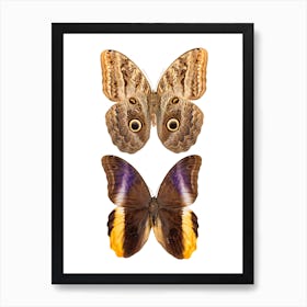 Two Beautiful Butterflies Art Print