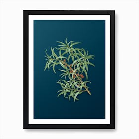 Vintage Common Sea Buckthorn Botanical Art on Teal Blue n.0642 Art Print