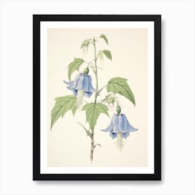 Kikyo Chinese Bellflower 2 Vintage Japanese Botanical Art Print