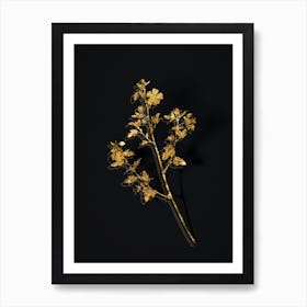 Vintage Cape African Queen Botanical in Gold on Black Art Print