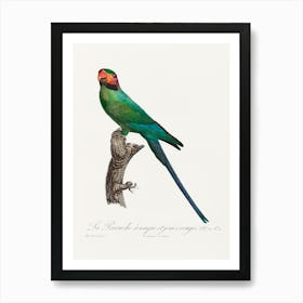 The Blossom Headed Parakeet With Red Cheeks From Natural History Of Parrots, Francois Levaillant Art Print