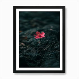 Pink Flower In The Dark 2 Art Print