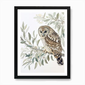 Australian Masked Owl Drawing 3 Art Print