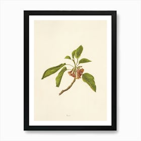 Pomegranate 1 Art Print