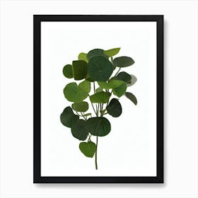 Aluminum Plant (Pilea Cadierei) Watercolor Art Print