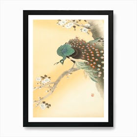 Peacock On A Cherry Blossom Tree (1900 1930), Ohara Koson Art Print