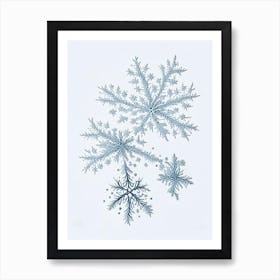 Fernlike Stellar Dendrites, Snowflakes, Quentin Blake Illustration Art Print