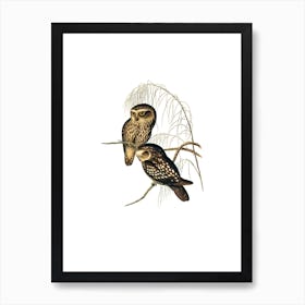Vintage Spotted Owl Bird Illustration on Pure White n.0336 Art Print