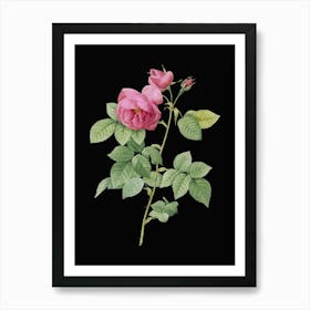 Vintage Pink Bourbon Roses Botanical Illustration on Solid Black n.0525 Art Print