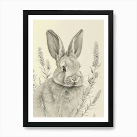 English Lop Drawing 4 Art Print