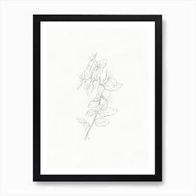 Honeysuckle Pencil Sketch Art Print