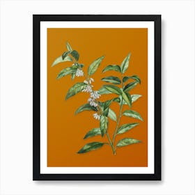 Vintage Andromeda Acuminata Bloom Botanical on Sunset Orange n.0200 Art Print