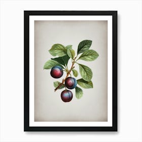 Vintage Cherry Plum Botanical on Parchment n.0627 Art Print