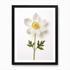 Pressed Wildflower Botanical Art Wood Anemone 2 Art Print