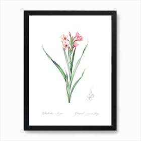 Sword Lily, Pierre Joseph Redoute Art Print