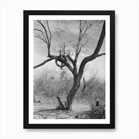 Tire On Branch Of Tree Near Harlingen, Texas By Russell Lee Art Print