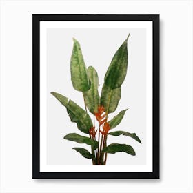 Bird of Paradise Plant on White Art Print