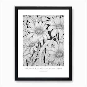 Gerbera Daisy B&W Vintage Botanical Poster Art Print