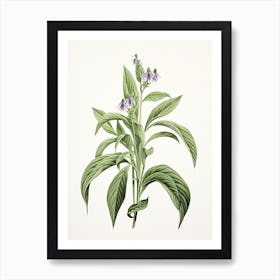 Comfrey Vintage Botanical Herbs 0 Art Print