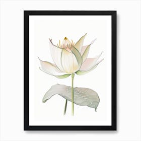 American Lotus Pencil Illustration 6 Art Print