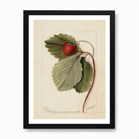 Strawberry 3 Art Print