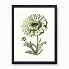 Oxeye Daisy Wildflower Vintage Botanical Art Print