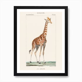 Illustration Of A Giraffe Art Print