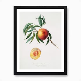 Peach (Persica Julodermis) From Pomona Italiana (1817 - 1839), Giorgio Gallesio 3 Art Print