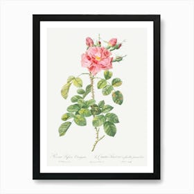 Variegated Four Seasons Rose, Pierre Joseph Redoute Art Print