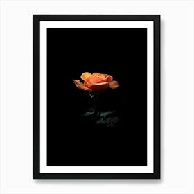 Orange Rose On Black Background Art Print