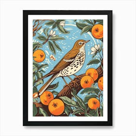 Vintage Bird Linocut Hermit Thrush 3 Art Print